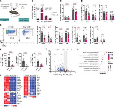 The NF-κB RelA transcription factor is not required for CD8+ T-cell function in acute viral infection and cancer